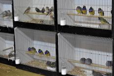 Vogelkmarkt-Vogelweelde-maart2022-sel-27-