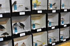 Vogelkmarkt-Vogelweelde-maart2022-sel-29-Groot