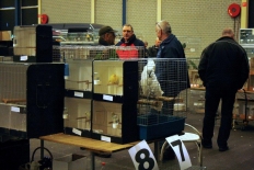 vogelmarkt-03